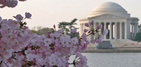 cherry blossoms at the Jefferson memorial 